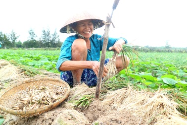 Giá kiệu bấp bênh, người dân vùng kiệu “thấp thỏm” chờ tết