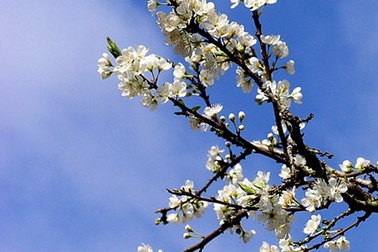 Mê mải ngắm hoa mận ngày xuân