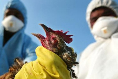 Tạm ngừng nhập khẩu gia cầm từ Mỹ vì dịch cúm gia cầm
