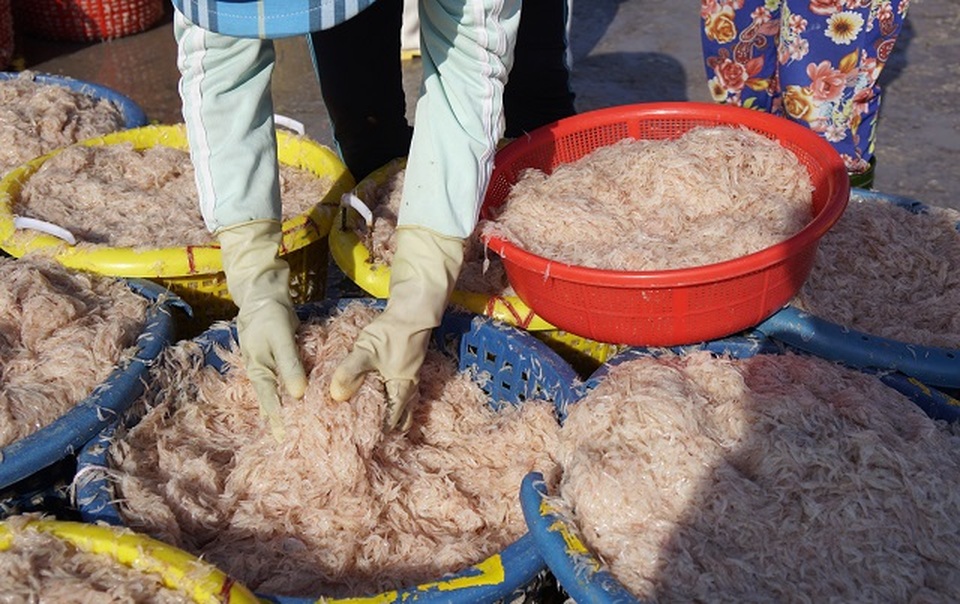 Ngư dân Bình Định kiếm cả chục triệu đồng chỉ vài giờ ra khơi - 6 Ngư dân Bình Định kiếm cả chục triệu đồng chỉ vài giờ ra khơi - 6