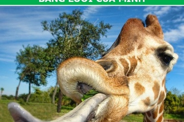 Thế giới động vật và những “Fun Facts” sẽ khiến chúng ta phải kinh ngạc!