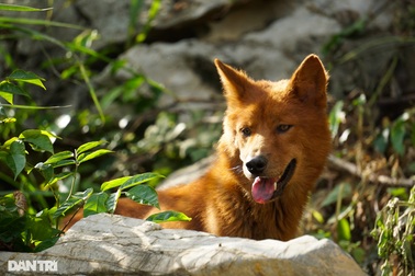 Hồi sinh giống chó săn cổ quý hiếm lừng danh đất Việt