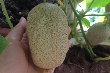 Vườn treo 2,5 m2: Khoai tây leo, bầu hồ lô độc nhất Hà Thành