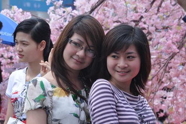 Háo hức chiêm ngưỡng hoa anh đào tại Hà Nội