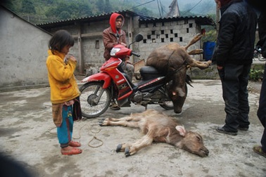 Sa Pa: Rét hại kéo dài, trâu, bò chết hàng loạt