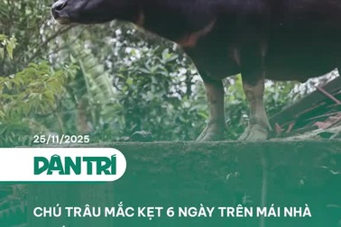 Chú trâu mắc kẹt 6 ngày trên mái nhà ở rốn lũ Hòa Thịnh được giải cứu