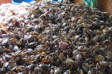 Cua đồng mùa nước nổi giá cao vẫn "cháy hàng"