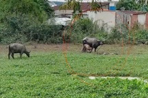 Trâu húc hai người ở TPHCM nhập viện cấp cứu