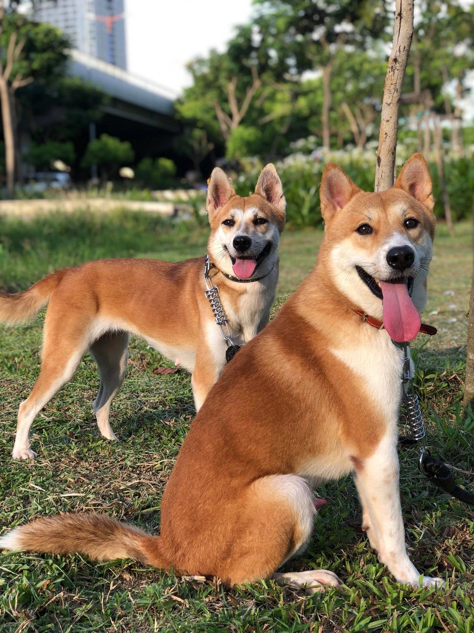 “Tứ đại Quốc khuyển” Việt Nam, muốn mua cũng phải chờ cả năm - 3