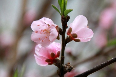 Thà đừng có Tết