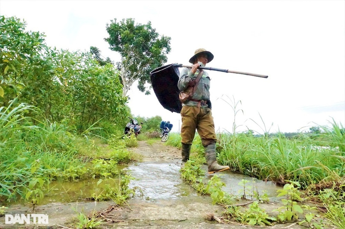 Theo chân thợ săn cào cào, châu chấu đỉnh có tiếng ở Đà thành - 1 Theo chân thợ săn cào cào, châu chấu đỉnh có tiếng ở Đà thành - 1