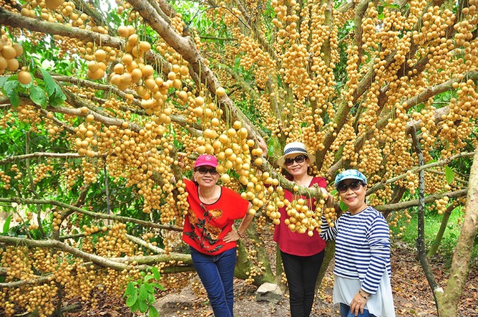 Đã mắt với vườn dâu trái từ gốc đến ngọn ở miền Tây - 1 Đã mắt với vườn dâu trái từ gốc đến ngọn ở miền Tây - 1