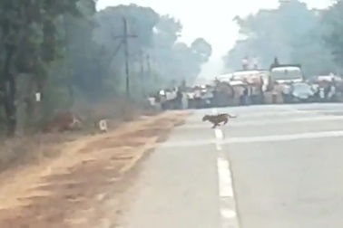 Lực lượng kiểm lâm cản người dân giúp hổ mẹ dẫn con băng qua đường