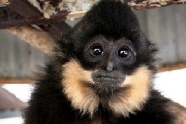 Người dân tự nguyện bàn giao cá thể vượn cực kỳ quý hiếm