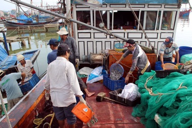 Ngư dân phấn khởi về bờ với những tàu đầy ắp cá cơm