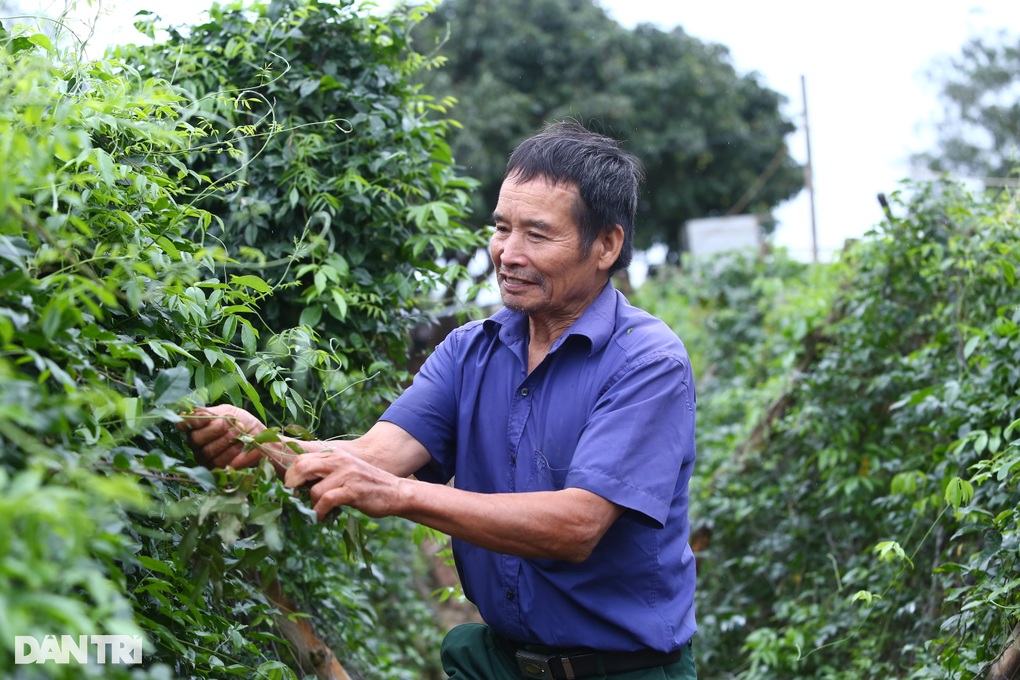 Nhặt thần dược trên núi về trồng, lão nông thu gần 1 tỷ mỗi năm - 5 Nhặt thần dược trên núi về trồng, lão nông thu gần 1 tỷ mỗi năm - 5