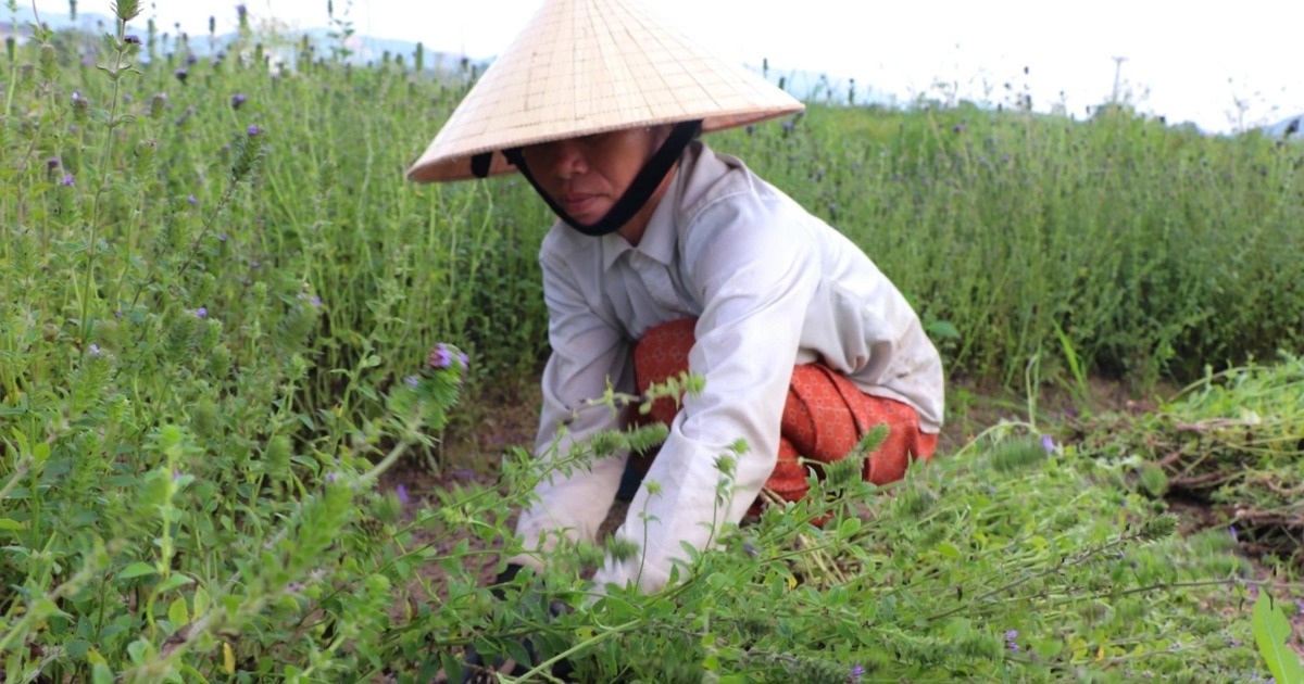 Loài cây chịu hạn, càng nắng càng xanh cho thu nhập gấp nhiều lần trồng lúa - 2