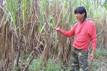 Cả xã khiếp sợ vì voi liên tục “dỡ” nhà, phá vườn