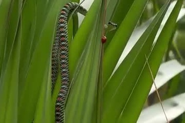 Một cá thể rắn cườm với màu sắc bắt mắt tại Đà Nẵng