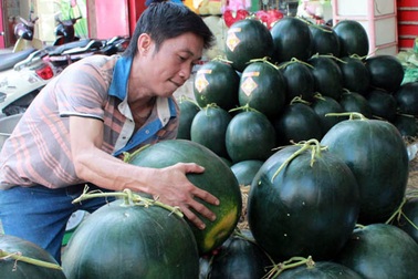 Thích thú với dưa hấu “khủng” nặng 20kg