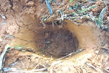 6 con voi rừng xuất hiện ăn hoa màu của dân