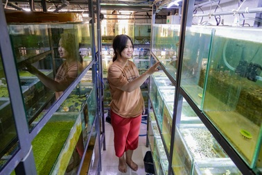 Kiếm bạc triệu nhờ mô hình nuôi sứa "triệu view" trong phòng máy lạnh