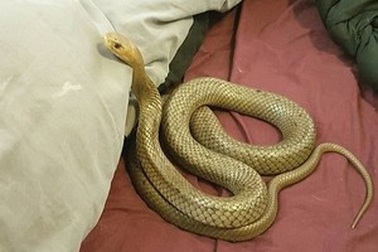 Cặp đôi kinh hãi phát hiện rắn độc nằm trên giường trước giờ đi ngủ