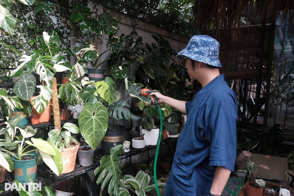Xin tiền vợ mua lá kiểng độc lạ 25 triệu đồng/lá, chăm cây như con - 8 Xin tiền vợ mua lá kiểng độc lạ 25 triệu đồng/lá, chăm cây như con - 8