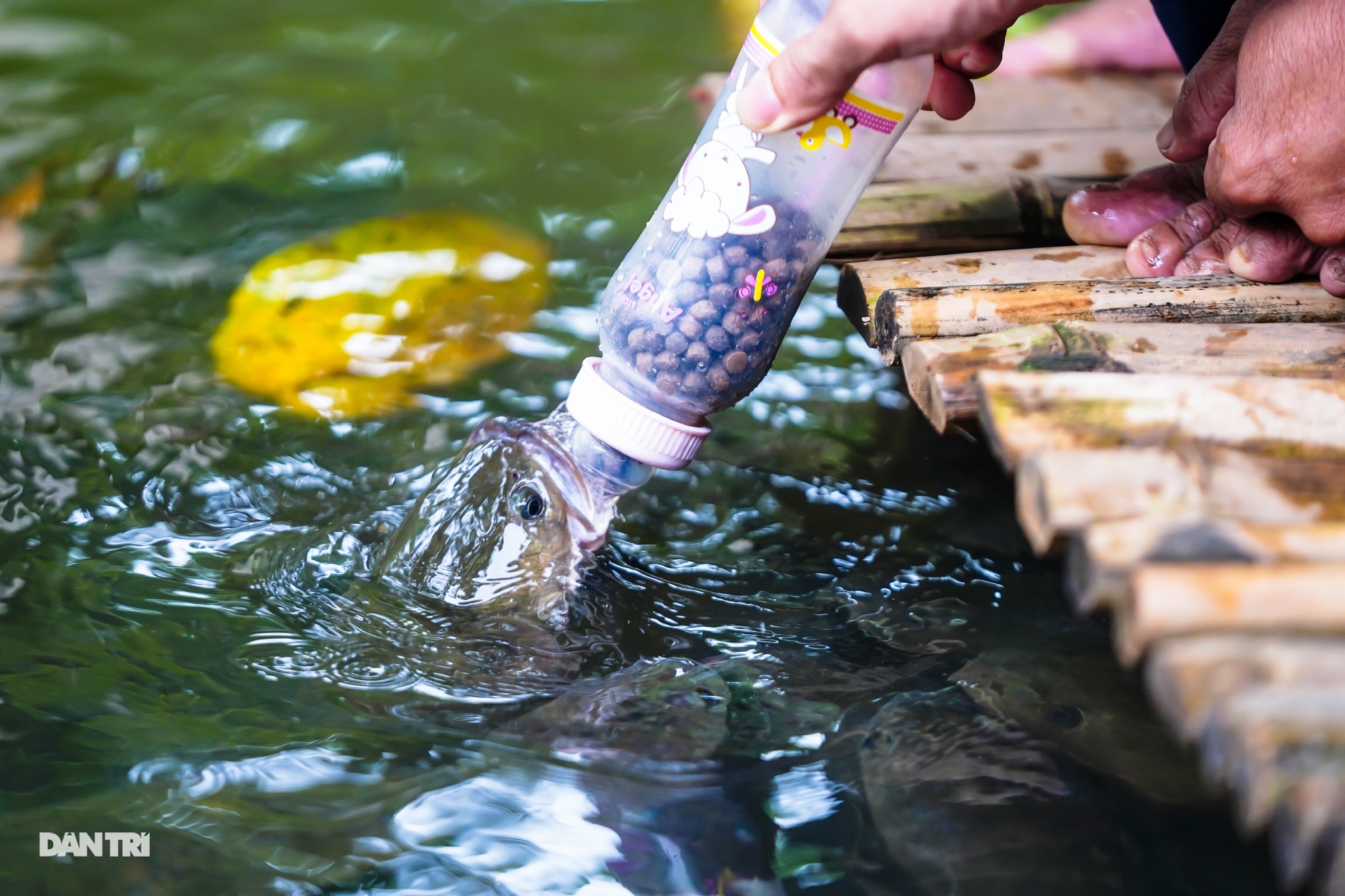 Về Cồn Sơn xem cá lóc… bú bình, ăn cơm phải… đút - 11