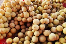 Đặc sản "tiến vua" vào mùa giúp nông dân đếm tiền đều tay