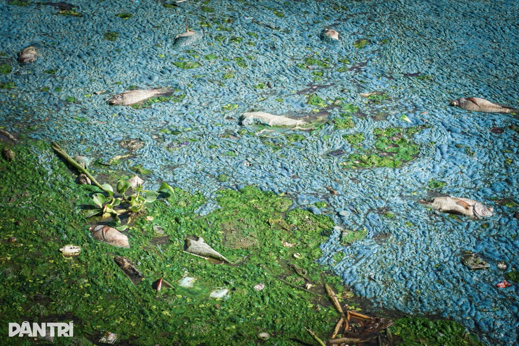 Cá chết hàng loạt ở Đà Nẵng sau cơn mưa đầu mùa - 3