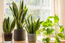 5 loại cây cảnh trong nhà cho người bận rộn hoặc hay quên