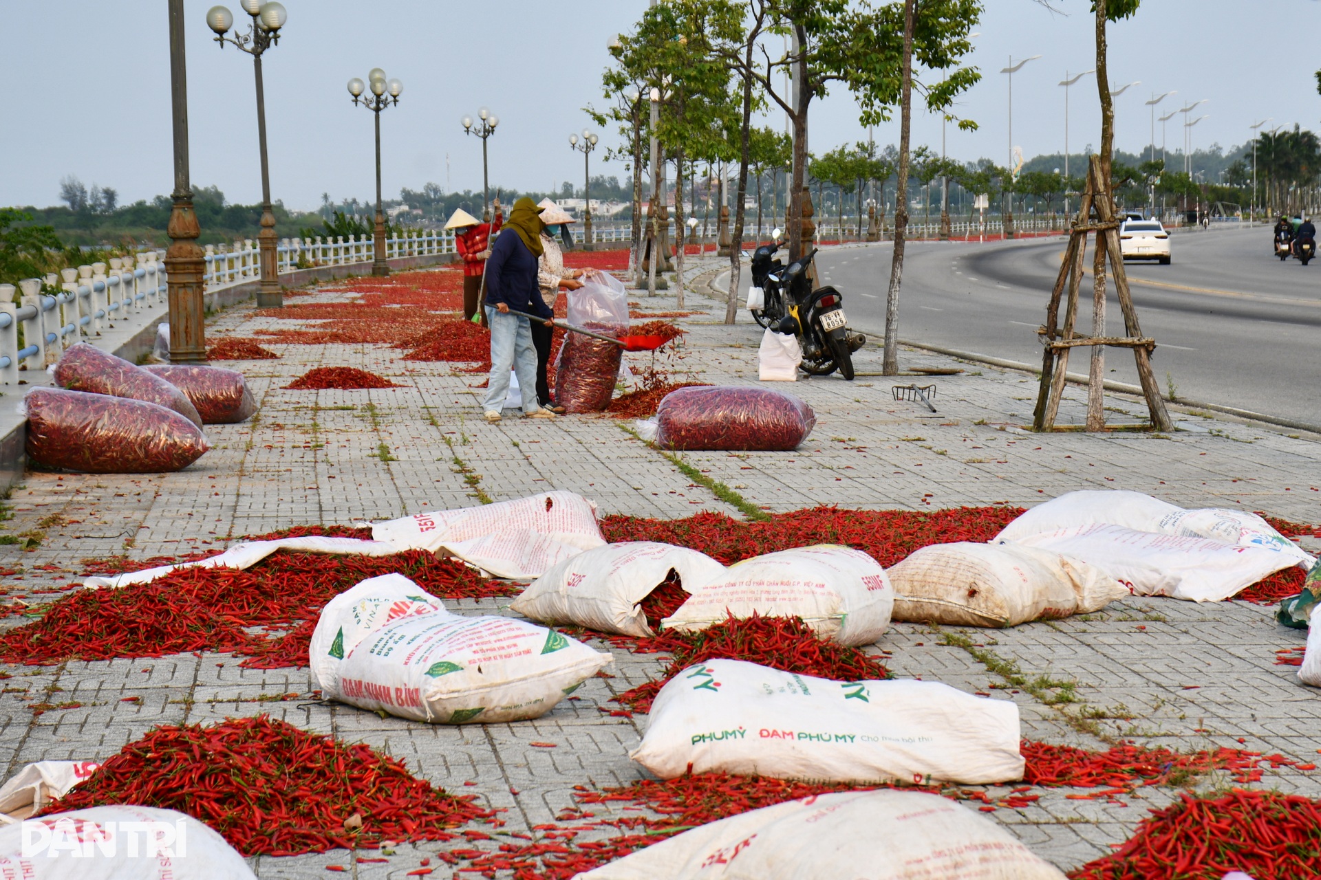 Con đường bị nhuộm đỏ, nông dân lao đao vì ớt rớt giá - 4 Con đường bị nhuộm đỏ, nông dân lao đao vì ớt rớt giá - 4
