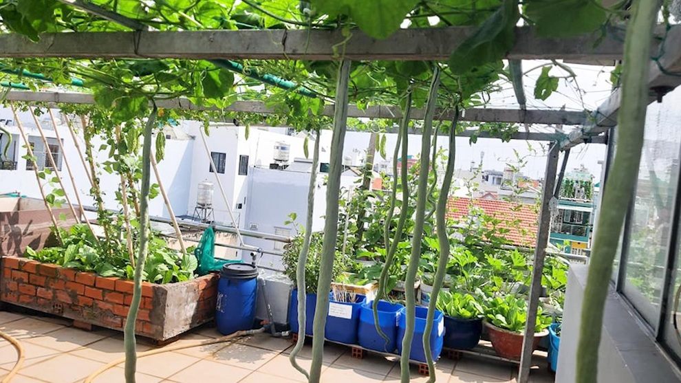 Có siêu thị mini sân thượng, gia đình không phải lo rau, củ giữa mùa dịch - 2