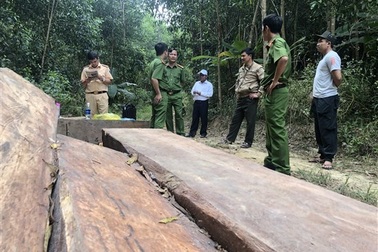 Khởi tố 3 đối tượng nhận phá rừng thuê