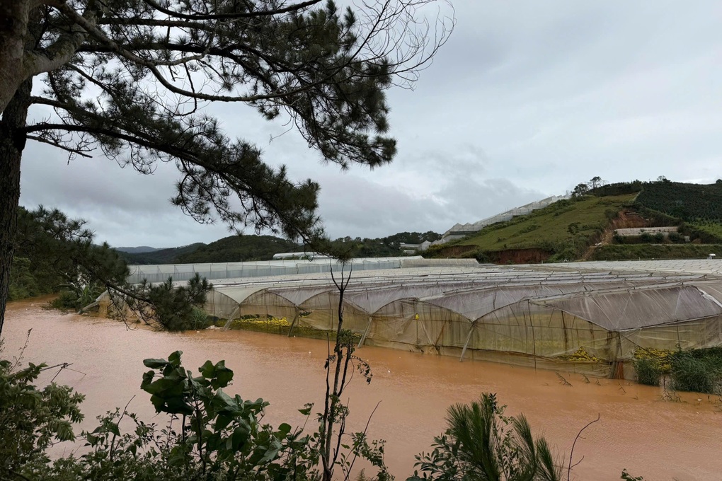 Chủ vườn Lâm Đồng mất trắng nửa tỷ đồng vì nước lũ cuốn trôi nông trại hoa - 2