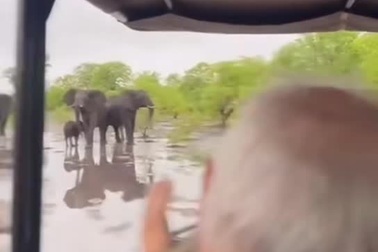 Voi bị trượt ngã khi vì mặt đất trơn trượt do mưa