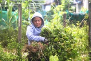 Vựa lá "mùng 5" trăm tuổi giúp nông dân bỏ túi hàng trăm triệu đồng mỗi vụ