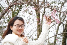 Du khách ùn ùn về "xứ Đà Lạt 2" để ngắm hoa mai anh đào