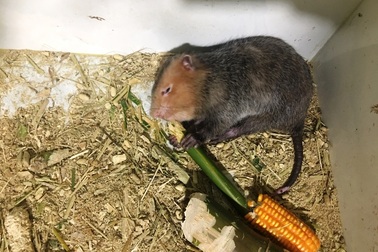 Nuôi dúi bằng máy lạnh, nam sinh viên “bỏ túi” 40 triệu đồng/tháng