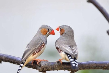 Chim non có thể nhận ra giọng của bố mẹ từ trong trứng