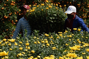 Thị trường cây cảnh Tết tại Đà Nẵng: Người xem nhiều hơn người mua