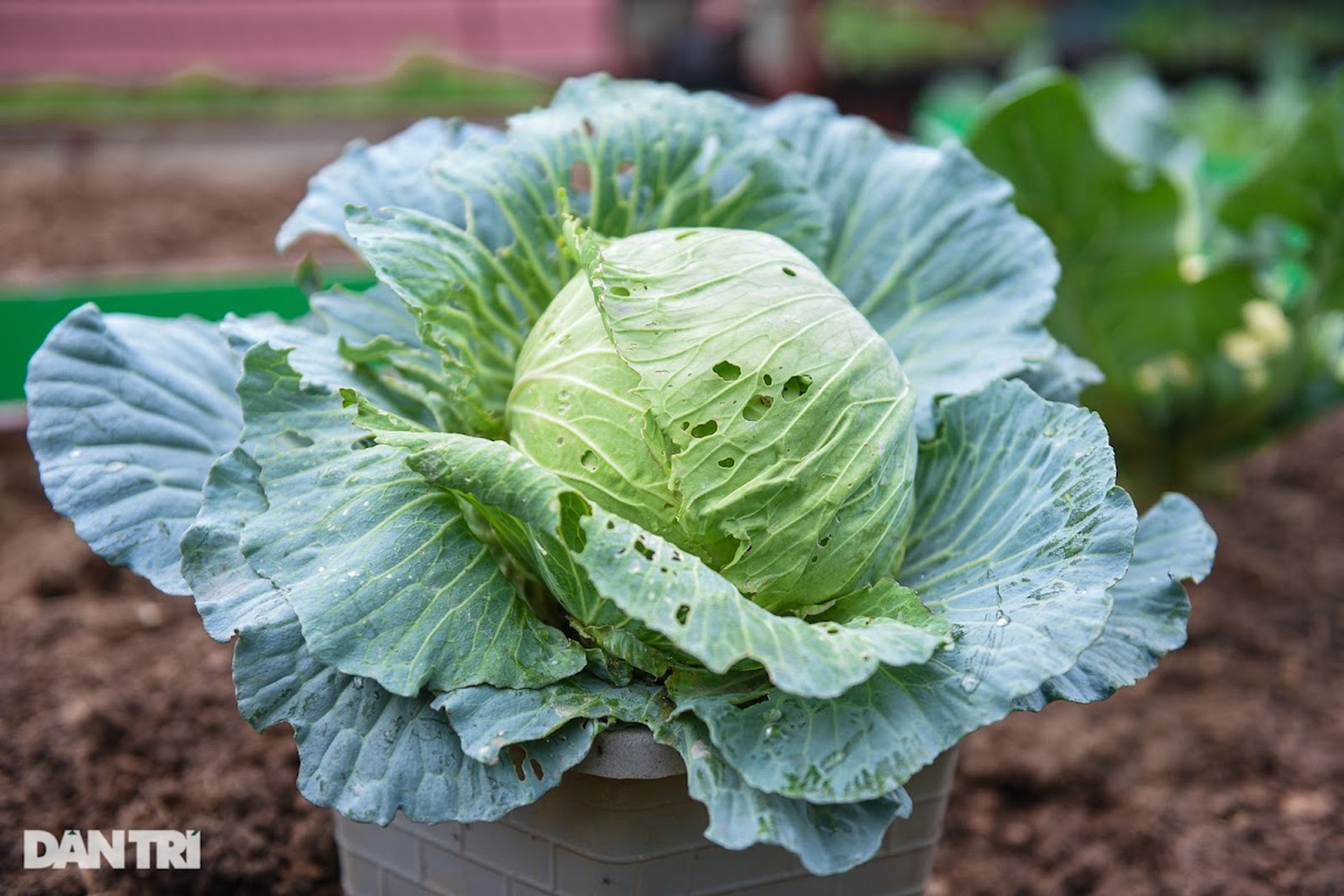 Ông bố ở Hà Nội chi 200 triệu đồng mang 10 tấn đất làm vườn sân thượng - 11 Ông bố ở Hà Nội chi 200 triệu đồng mang 10 tấn đất làm vườn sân thượng - 11