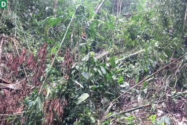 Những cánh rừng bị tàn phá tan hoang