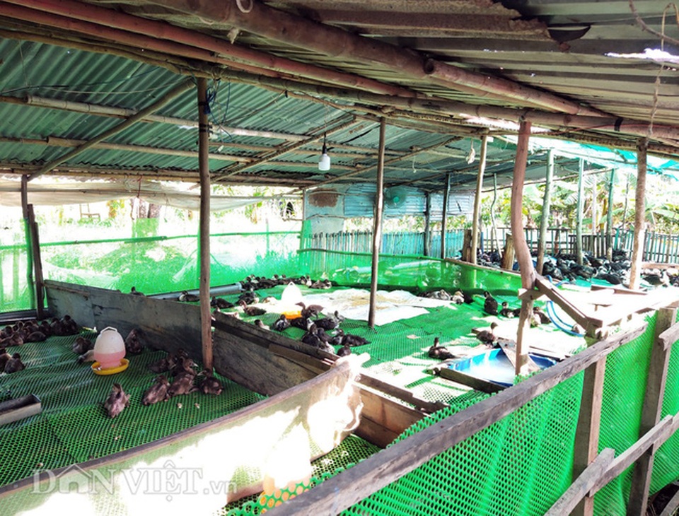 Trên nuôi vịt xiêm Pháp, dưới ao thả cá trê cho thu nhập hàng trăm triệu đồng - 1 Trên nuôi vịt xiêm Pháp, dưới ao thả cá trê cho thu nhập hàng trăm triệu đồng - 1