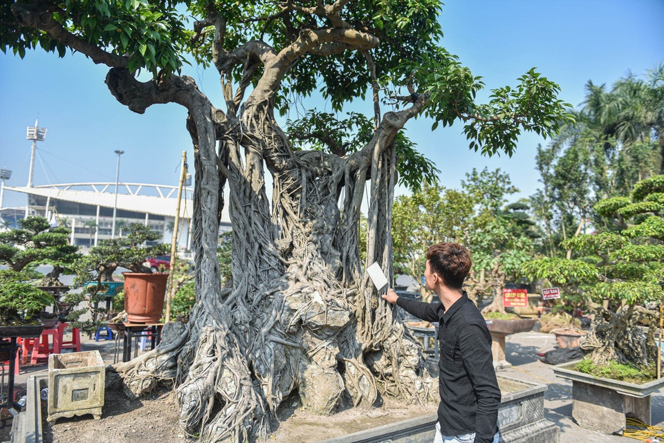 Cây sanh quê ôm đá giá 700 triệu đồng, chờ đại gia đón về chơi Tết - 7 Cây sanh quê ôm đá giá 700 triệu đồng, chờ đại gia đón về chơi Tết - 7