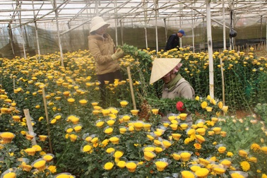 Khan hiếm hàng, cận ngày rằm hoa cúc Đà Lạt tăng giá kỷ lục