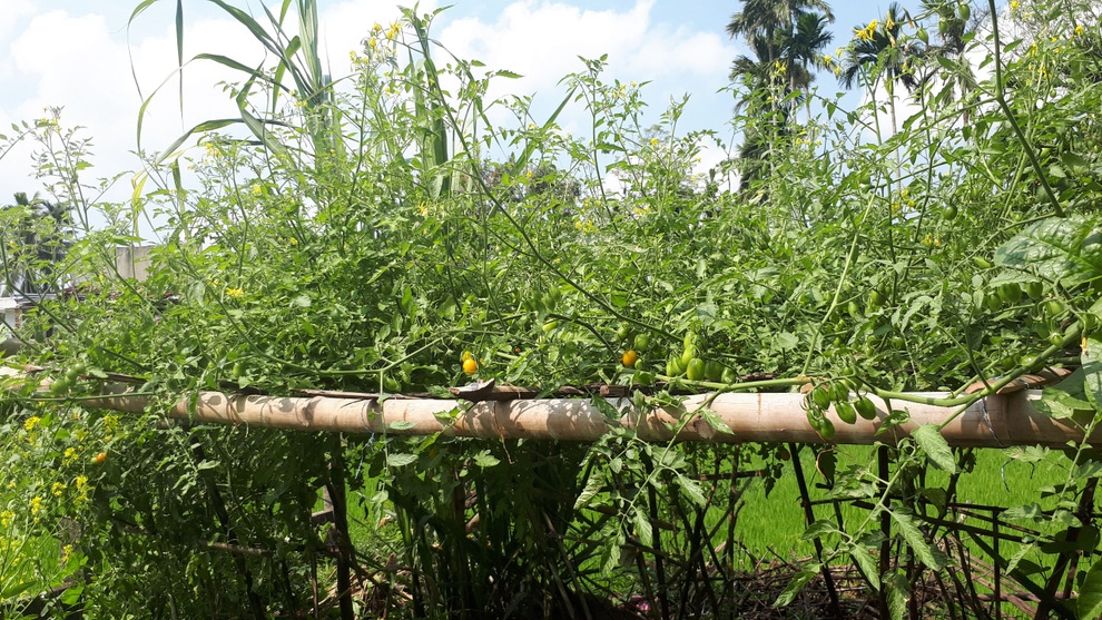 Vườn cà chua ngập sắc màu của mẹ bỉm sữa Quảng Nam - 8