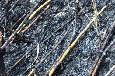 100ha mía bị cháy, thiệt hại hơn 10 tỉ đồng