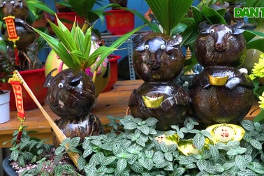 Chế tác bonsai dừa hình trâu kiếm tiền triệu mùa Tết